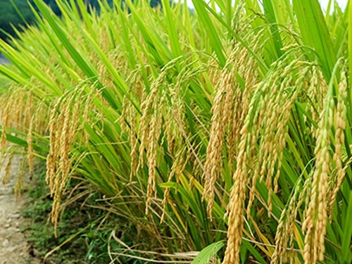 水稻种子怎么选？